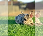 Small #2 French Bulldog