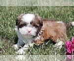 Small #6 Shih Tzu