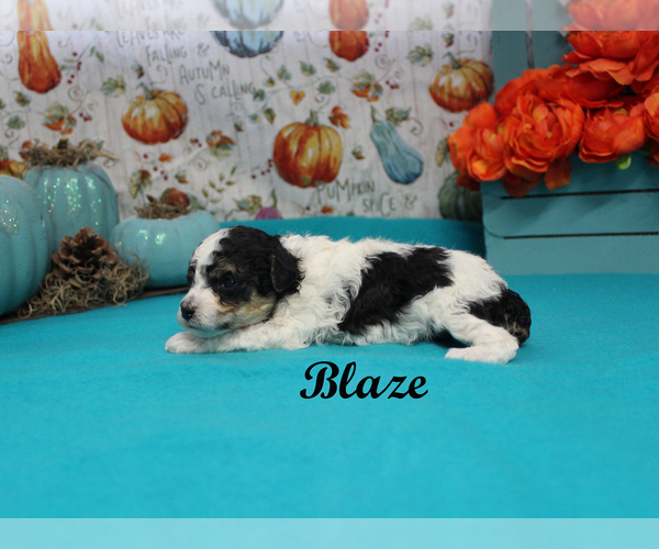 Medium Photo #9 Poodle (Toy) Puppy For Sale in CHANUTE, KS, USA