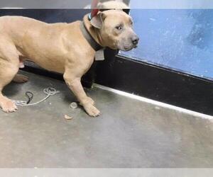 Mutt Dogs for adoption in Tulsa, OK, USA