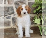 Small #3 Goldendoodle