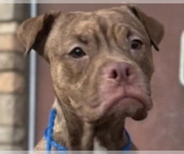 Medium Photo #1 Box-a-Pug Puppy For Sale in Canton, CT, USA