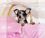 Puppy Giana Chihuahua