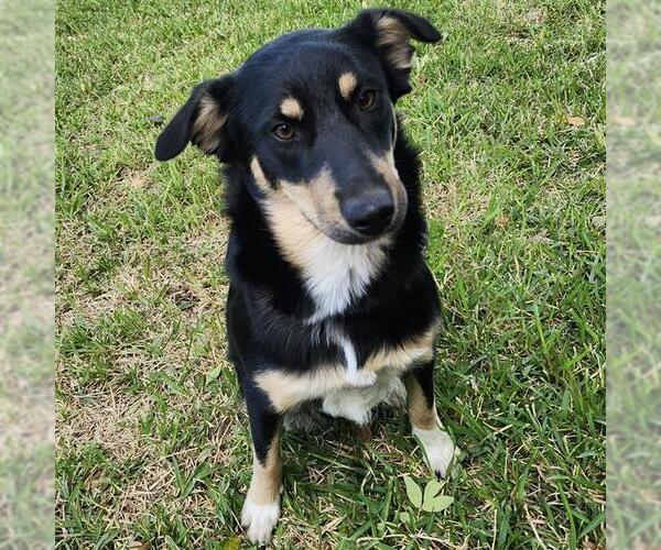 Medium Photo #1 Australian Shepherd-Unknown Mix Puppy For Sale in San Antonio, TX, USA