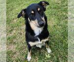 SAMMY - Female Australian Shepherd-Unknown Mix Dog for Adoption - Small photo