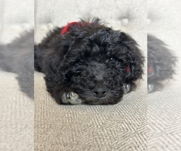 Medium Photo #6 Goldendoodle Puppy For Sale in SUMTER, SC, USA