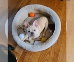 Small Photo #11 French Bulldog Puppy For Sale in LEES SUMMIT, MO, USA