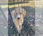 Small Photo #7 Goldendoodle Puppy For Sale in BUFFALO, MO, USA