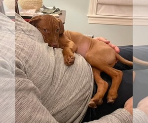 Vizsla Puppy for sale in NEW BEDFORD, MA, USA