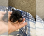 Small Photo #24 Schnauzer (Miniature) Puppy For Sale in CLOUD LAKE, FL, USA