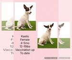 Small #7 Chihuahua Mix