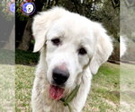 Small #7 Great Pyrenees