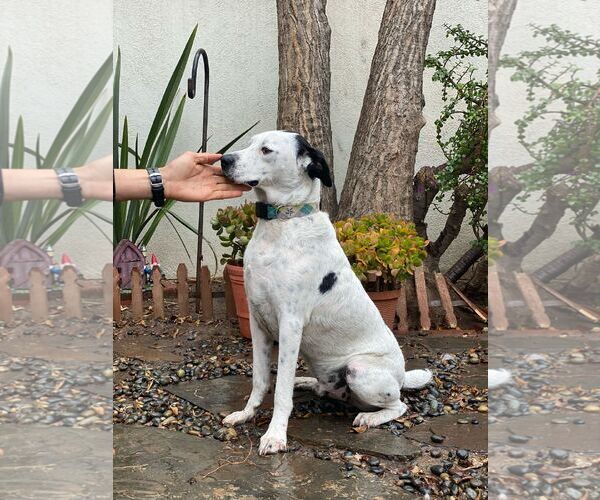 Medium Photo #4 Mutt Puppy For Sale in San Diego, CA, USA