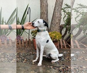 Snoopy - Male Mutt Dog for Adoption - Photo #4