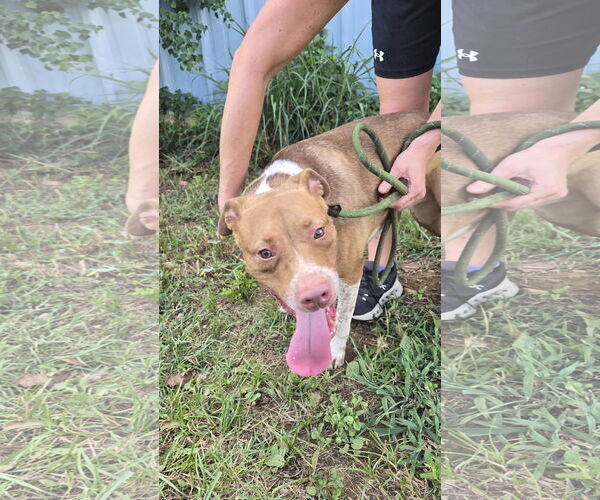 Medium Photo #2 Mutt Puppy For Sale in Jackson, MS, USA