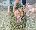 Small #1 Mutt
