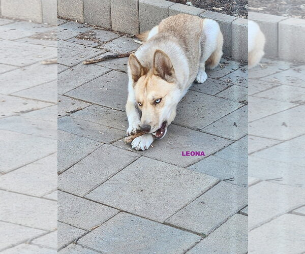 Medium Photo #1 Australian Kelpie-Siberian Husky Mix Puppy For Sale in Woodland Hills, CA, USA