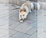 Small Australian Kelpie-Siberian Husky Mix