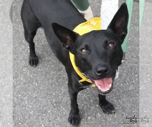 Trinity - Female Mutt Dog for Adoption - Photo #2