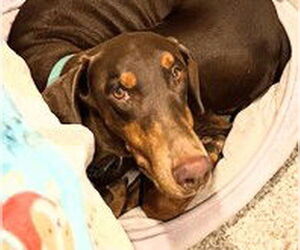 Doberman Pinscher-Unknown Mix Dogs for adoption in Oakland Park, FL, USA
