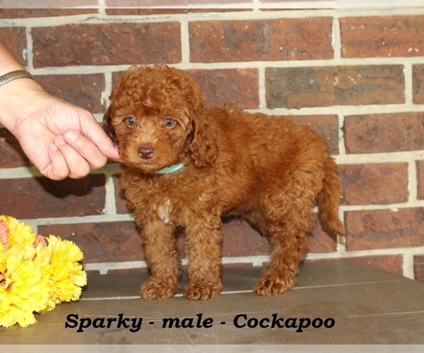 Medium Photo #2 Cockapoo (Miniature) Puppy For Sale in CLARKRANGE, TN, USA