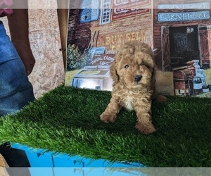 Poodle (Toy) Puppy for Sale in COMANCHE, Oklahoma USA