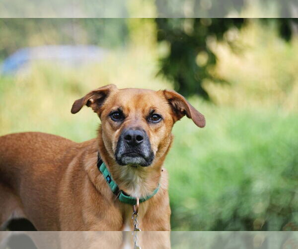 Medium Photo #22 Labrador Retriever-Unknown Mix Puppy For Sale in Sandy, UT, USA
