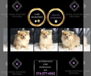 Medium Pomeranian