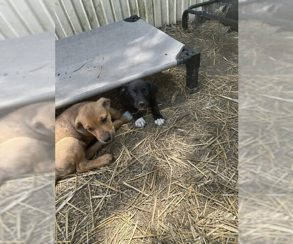 Medium Photo #2 Labrador Retriever-Unknown Mix Puppy For Sale in Evansville, IN, USA
