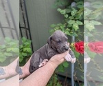 Small Photo #8 Great Dane Puppy For Sale in GREENVILLE, NC, USA