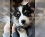 Small #7 Pembroke Welsh Corgi