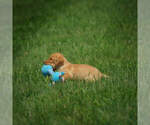 Small Photo #13 Labrador Retriever Puppy For Sale in FRESNO, OH, USA