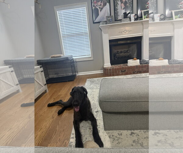 Medium Photo #3 Great Dane-Poodle (Standard) Mix Puppy For Sale in Brooklyn Center, MN, USA