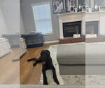 Small #2 Great Dane-Poodle (Standard) Mix