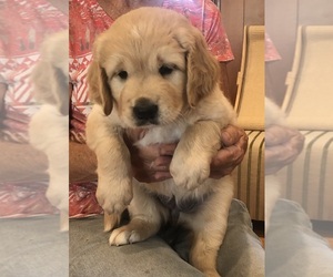 Golden Retriever Puppy for sale in THOUSAND OAKS, CA, USA