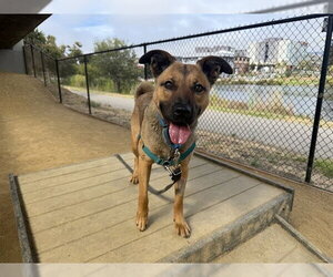 German Shepherd Dog-Unknown Mix Dogs for adoption in Berkeley , CA, USA