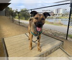 KIMIKO - Female German Shepherd Dog-Unknown Mix Dog for Adoption - Small photo