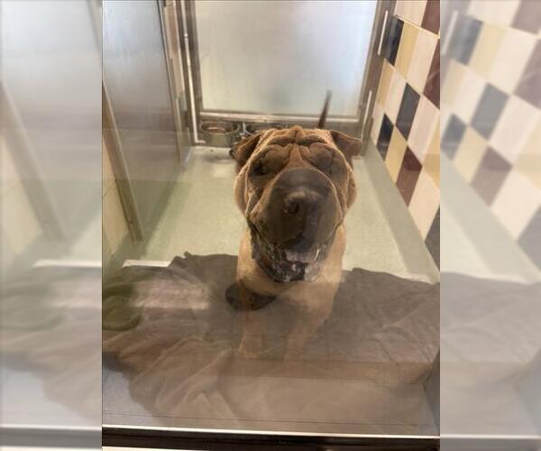 Medium Photo #1 Chinese Shar-Pei Puppy For Sale in Plano, TX, USA