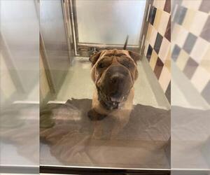 Chinese Shar-Pei Dogs for adoption in Plano, TX, USA