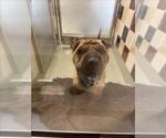 Small Chinese Shar-Pei