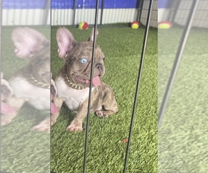 French Bulldog Puppy for sale in MORENO VALLEY, CA, USA