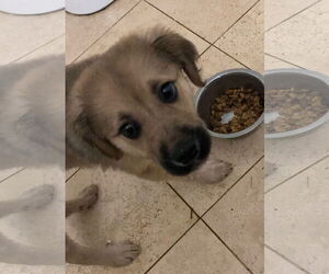 Golden Retriever-Unknown Mix Dogs for adoption in Pottstown, PA, USA