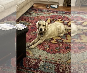 Mother of the Golden Retriever puppies born on 01/13/2026