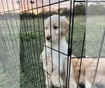 Small Photo #4 Goldendoodle Puppy For Sale in LIBERTY, TX, USA