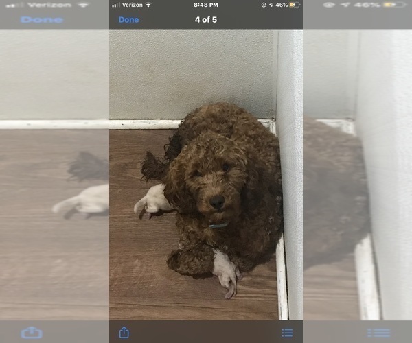 Medium Photo #1 Australian Labradoodle Puppy For Sale in STOKESDALE, NC, USA