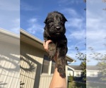 Litter of 11 - Male(s) and Female(s) German Shepherd DogLitter of Puppies for Sale - Photo #8