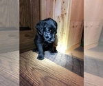 Small Photo #18 Labradoodle Puppy For Sale in ROBERTA, GA, USA