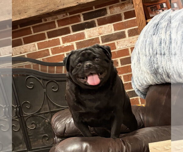 Medium Photo #2 Pug Puppy For Sale in Cuyahoga Falls , OH, USA