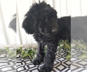 Newfoundland-Poodle (Standard) Mix Puppy for Sale in CANON CITY, Colorado USA