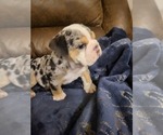 Puppy Puppy 3 blue Bulldog